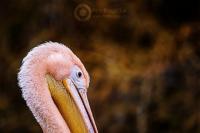 Pelikán bílý (Pelecanus onocrotalus)