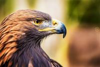 Orel skalní (Aquila chrysaetos)