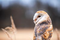 Sova pálená (Tyto alba)
